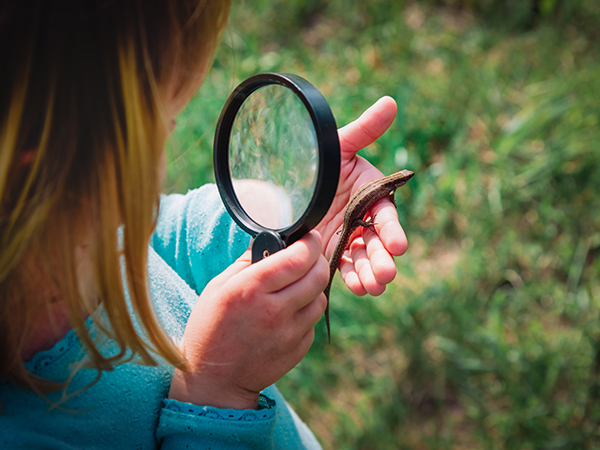 kids learning – child exploring lizard with magnifying glass
