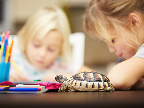 Services Animal Encounters services-animal-encounters
