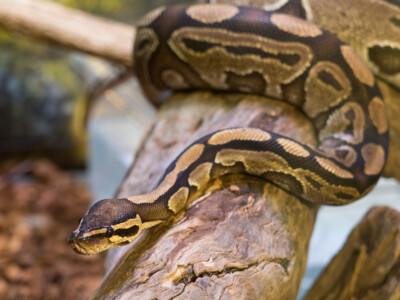 Angus Royal Python