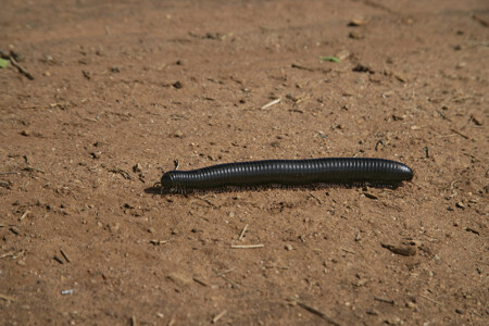 Giant African Millipede