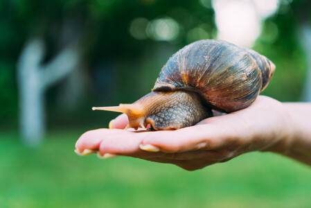 African Giant Land Snail