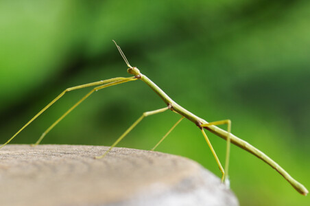Budwing Stick Insect