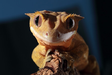 Littlefoot Crested Gecko